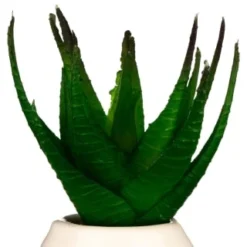 B&M Small Succulent -Comfort Home Store 380107 small succulent 4